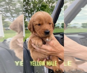 Golden Retriever Puppy for sale in FLORA, IN, USA