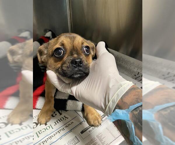 Medium Photo #1 Pug-Unknown Mix Puppy For Sale in Bakersfield, CA, USA