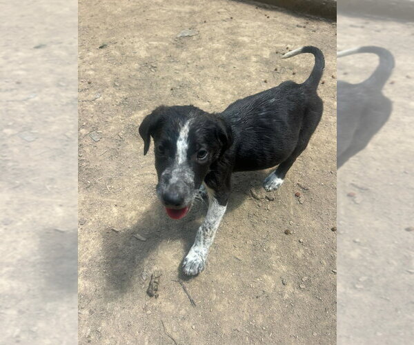 Medium Photo #1 Australian Shepherd-Unknown Mix Puppy For Sale in Aurora, IN, USA