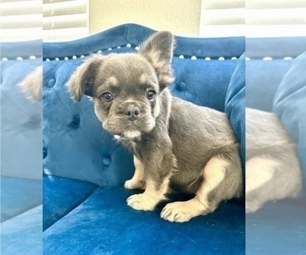 Medium Photo #8 French Bulldog Puppy For Sale in WILSON, WY, USA