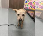 Small Mutt