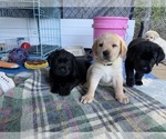 Small #3 Labrador Retriever