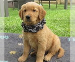 Small Golden Retriever