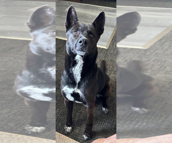 Medium Photo #5 Mutt Puppy For Sale in Great Bend, KS, USA