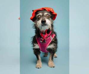 Letty - Female Dachshund-Unknown Mix Dog for Adoption - Photo #7