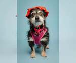 Small Photo #7 Dachshund-Unknown Mix Puppy For Sale in Kennesaw, GA, USA
