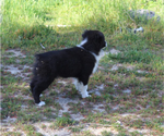 Small Photo #13 Australian Shepherd Puppy For Sale in ACTON, CA, USA