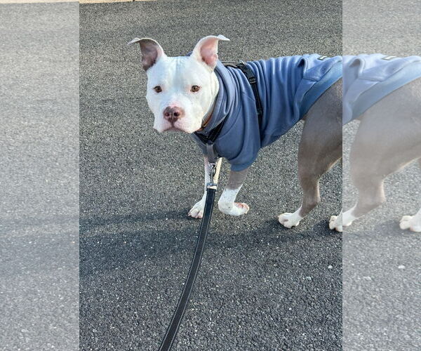 Medium Photo #14 Mutt Puppy For Sale in Alexandria, VA, USA