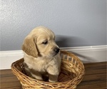 Small Photo #2 Golden Retriever Puppy For Sale in BENNINGTON, NE, USA
