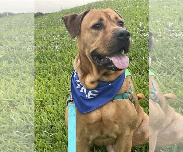 Medium Photo #21 Labrador Retriever-Unknown Mix Puppy For Sale in Pompano Beach , FL, USA