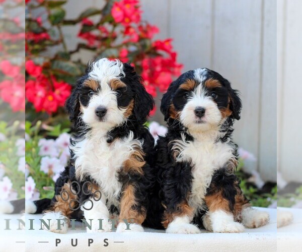 Medium Photo #2 Bernedoodle (Miniature) Puppy For Sale in LITITZ, PA, USA