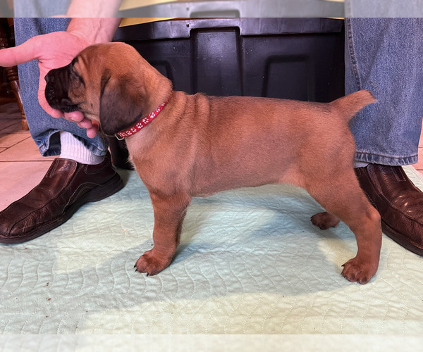 Medium Photo #7 Boerboel-Cane Corso Mix Puppy For Sale in MARION, OH, USA