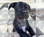 Small #2 Mutt