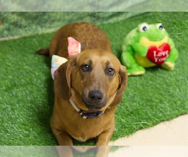 Medium Photo #1 Basset Hound-Unknown Mix Puppy For Sale in Placerville, CA, USA