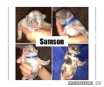 Small Photo #3 French Bulldog Puppy For Sale in PLACERVILLE, CA, USA