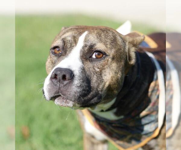 Medium Photo #1 American Staffordshire Terrier-Unknown Mix Puppy For Sale in San Antonio, TX, USA