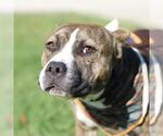 HENRY - Male American Staffordshire Terrier-Unknown Mix Dog for Adoption - Small photo