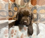 Image preview for Ad Listing. Nickname: Bodhi