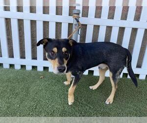 German Shepherd Dog-Unknown Mix Dogs for adoption in Modesto, CA, USA