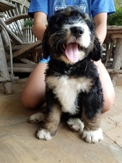 Bernedoodle Puppy for sale in ALEXANDER CITY, AL, USA