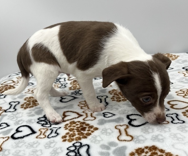 Medium Photo #8 Jack Chi Puppy For Sale in SAINT AUGUSTINE, FL, USA