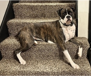 Mother of the Boxer puppies born on 08/20/2026