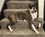 Small Photo #1 Boxer Puppy For Sale in DISPUTANTA, VA, USA
