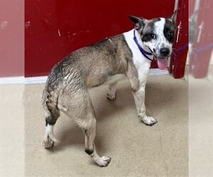 Rat Terrier-Unknown Mix Dogs for adoption in Lacombe, LA, USA