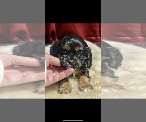Medium Photo #1 Cavalier King Charles Spaniel Puppy For Sale in NILES, MI, USA