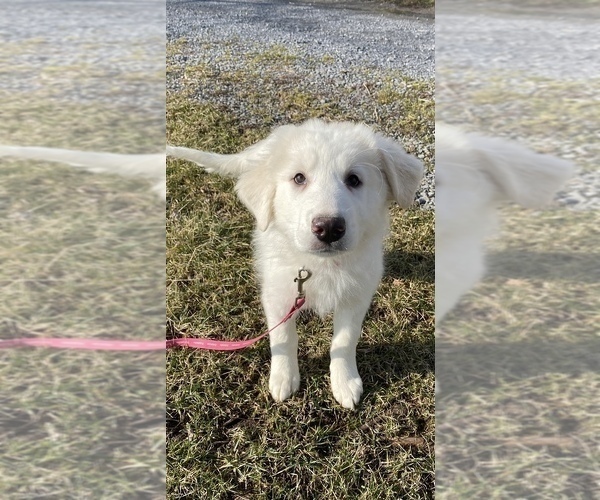 Medium Photo #14 Great Pyrenees Puppy For Sale in CANOGA, NY, USA