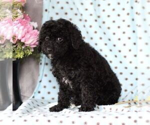 Cavapoo Puppy for sale in RISING SUN, MD, USA