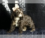 Small Photo #61 Cocker Spaniel Puppy For Sale in WARSAW, IN, USA