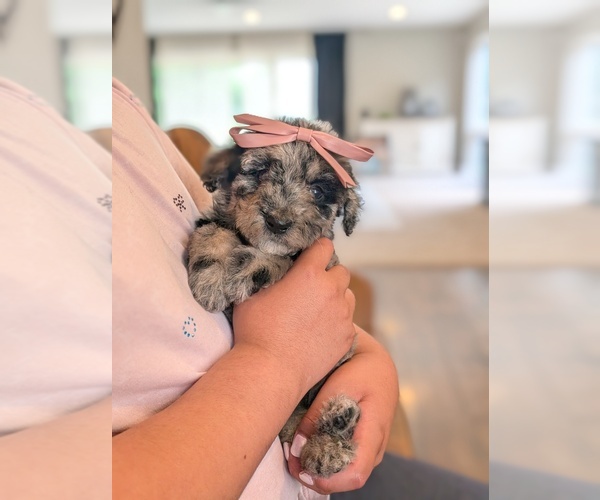 Medium Photo #11 Bernedoodle-Golden Mountain Dog Mix Puppy For Sale in DAVIS, CA, USA