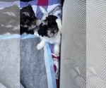Small Photo #12 Havanese Puppy For Sale in SATSUMA, FL, USA