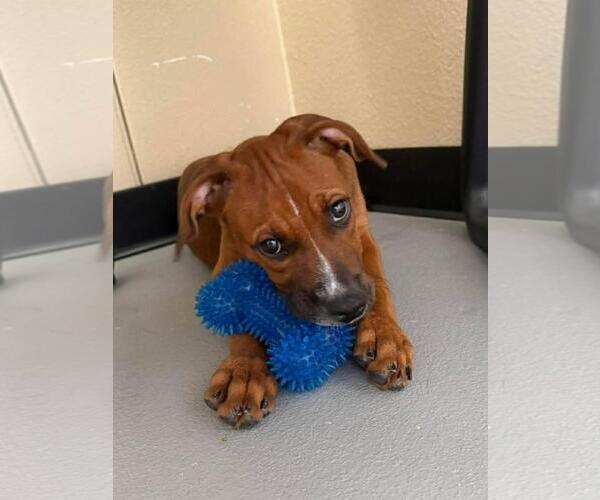 Medium Photo #6 Labrador Retriever-Unknown Mix Puppy For Sale in Rockwall, TX, USA