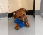 Small #5 Labrador Retriever Mix
