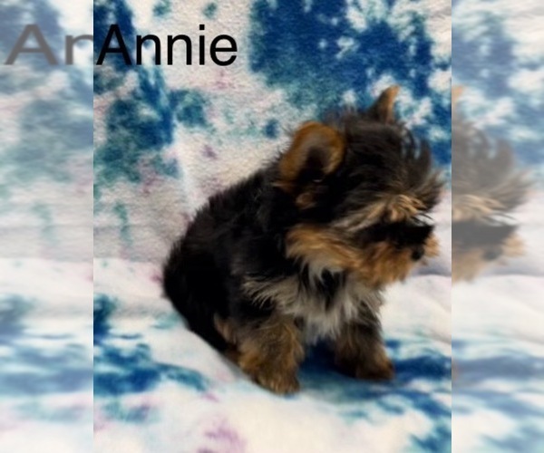 Medium Photo #8 Yorkshire Terrier Puppy For Sale in AZLE, TX, USA