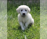 Small Photo #4 English Cream Golden Retriever Puppy For Sale in MARION CENTER, PA, USA