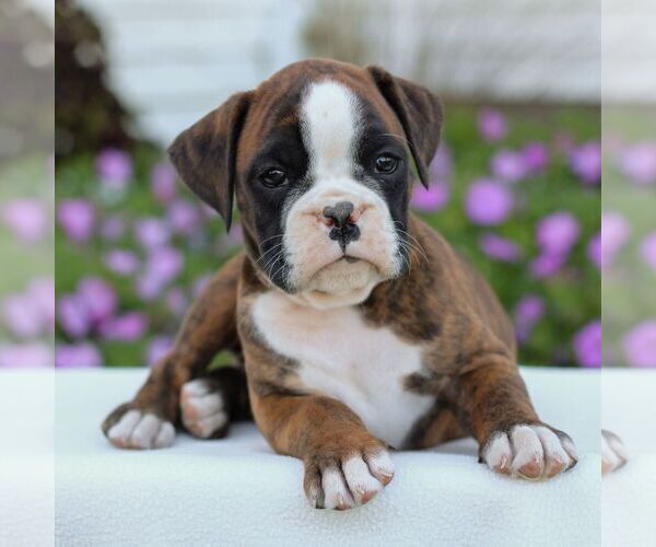 Medium Photo #1 Boxer Puppy For Sale in GORDONVILLE, PA, USA