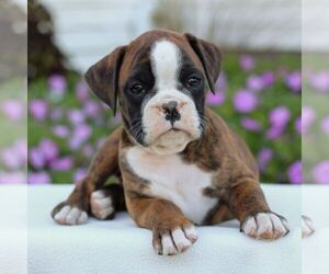 Boxer Puppy for sale in GORDONVILLE, PA, USA