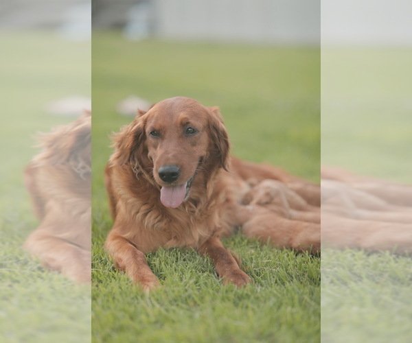 Medium Photo #6 Golden Retriever Puppy For Sale in FREDONIA, KY, USA