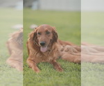 Small #5 Golden Retriever