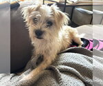 Small #3 Cairn Terrier Mix
