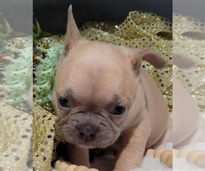 French Bulldog Puppy for sale in CENTRAL CITY, PA, USA