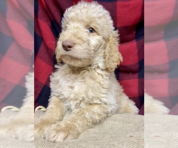 Medium Photo #3 Goldendoodle Puppy For Sale in BARDSTOWN, KY, USA
