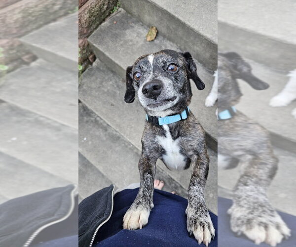 Medium Photo #4 Bo-Dach Puppy For Sale in Springdale, PA, USA