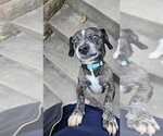 Small Photo #4 Bo-Dach Puppy For Sale in Springdale, PA, USA