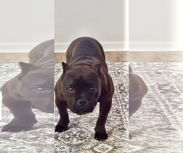 Medium Photo #1 American Bully Puppy For Sale in CLOVER, SC, USA