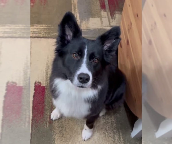 Medium Photo #2 Border Collie-Unknown Mix Puppy For Sale in Milwaukie, OR, USA
