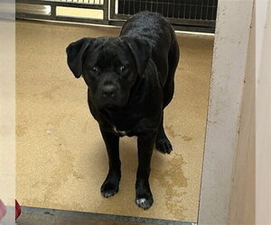 Labrador Retriever-Unknown Mix Dogs for adoption in Martinez, CA, USA